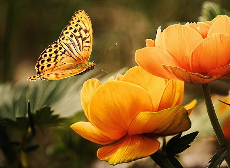 Butterfly, insects, entomology, animals, HD wallpaper