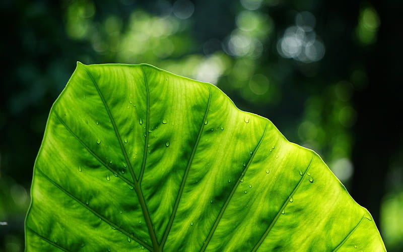 green leaf, plants, leaf, dew drops, blur, HD wallpaper