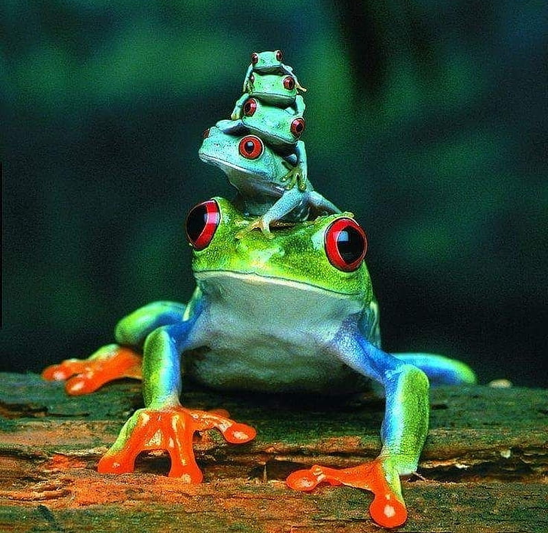 Frogs, cute, frog, green, amphibian, pyramid, baby, animal, HD wallpaper