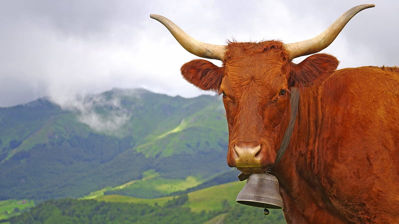 Cow, bell, moo, animal, HD wallpaper
