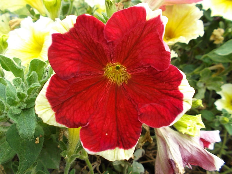 Petunia roja y blanca, blanco, petunia, rojo, Fondo de pantalla HD | Peakpx