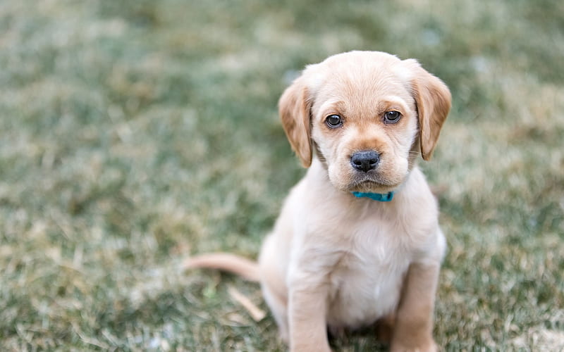 little puppy, golden retriever, cute animals, pets, dogs, retrievers, cute puppies, HD wallpaper