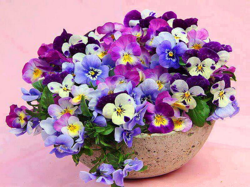 Pansy Perfect Colors Pretty Pansies Flowers Hd Wallpaper Peakpx