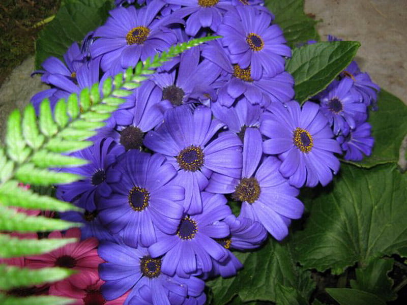 PURPLE AMONG GREEN, daisies, leaves, purple, green, HD wallpaper