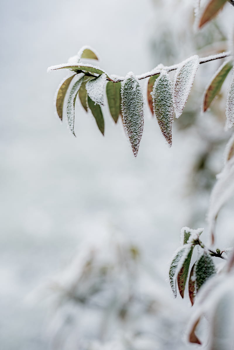 branch, leaves, frost, macro, winter, HD phone wallpaper