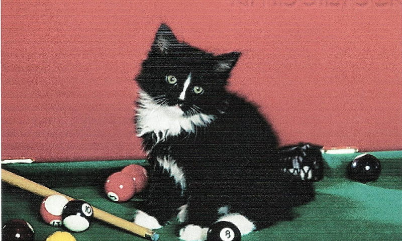 Black and white kitten on a pool table, black, cue stick, pool table, billards, cute, paws, balls, kitten, white, HD wallpaper