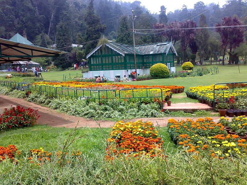 Ooty Botanical Garden,Tamil Nadu State India, park, trees, asia, landscape, HD wallpaper