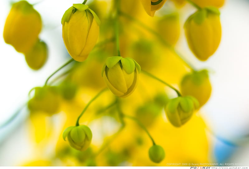 kanikkonna, cute, kerala, flower, vishu, yellow, beauty, buds, HD wallpaper