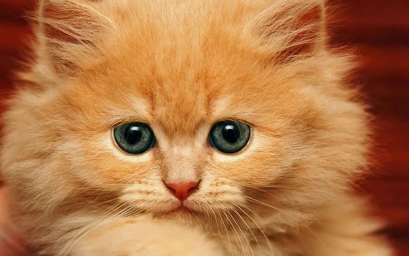 Persian cat ginger kitten, cute animals, kitten, cats, HD wallpaper