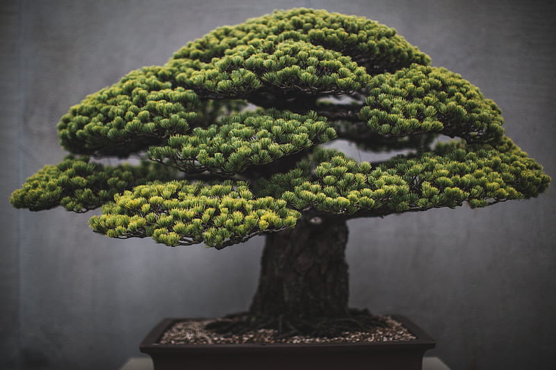 bonsai, tree, japanese, Nature, HD wallpaper