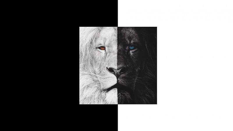 Lion, black, fantasy, white, leu, HD wallpaper