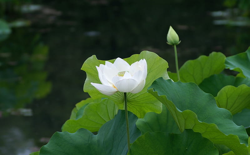 White Lotus, flower, leaves, white, bud, HD wallpaper