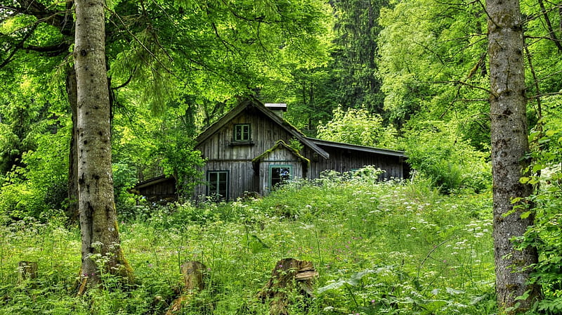cabin deep in the woods, vegetation, forest, cabin, trunks, HD wallpaper