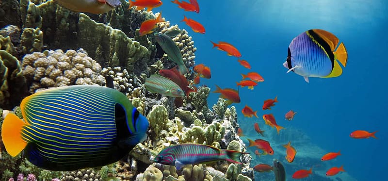 Life On The Reef, reef, fish, coral, ocean, HD wallpaper | Peakpx