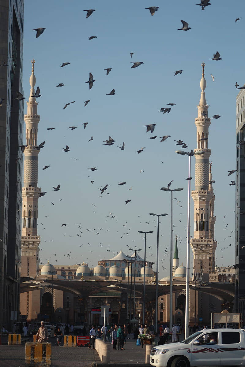 holy mosque medina, bird, canon, dove, hajj, medina, mosque, peace, pigeon, saudi arabia, HD phone wallpaper