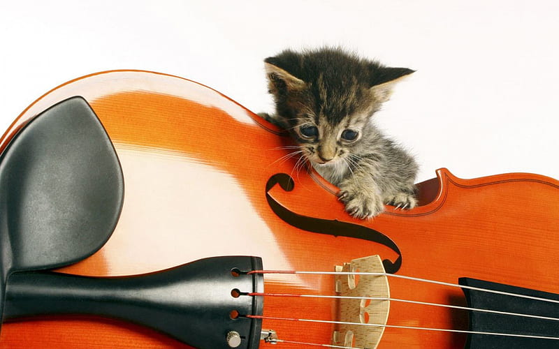 Funny Musician, cello, instrument, kitten, kitty, HD wallpaper