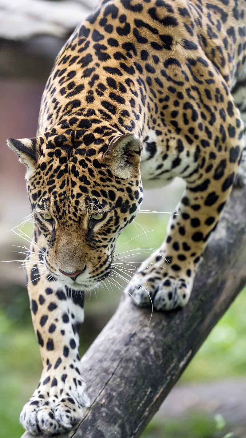 leopard, big cat, predator, beast, wildlife, HD phone wallpaper