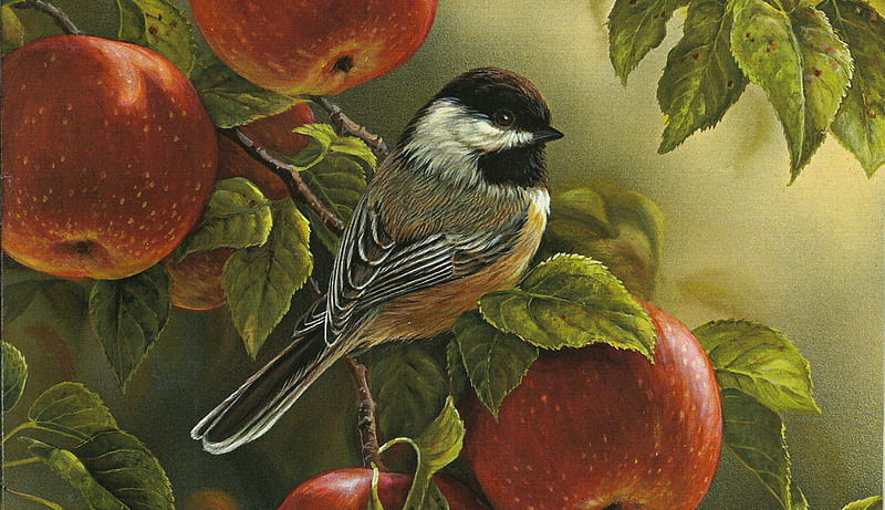 Chickadee in the Apple Orchard F1, art, artwork, animal, bird, chickadee, apple orchard, avian, painting, wide screen, wildlife, HD wallpaper
