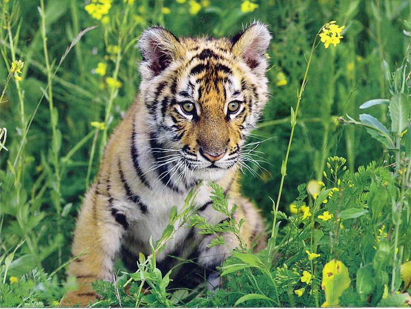 Bengel tiger, tiger, grass, animal, stripe, HD wallpaper