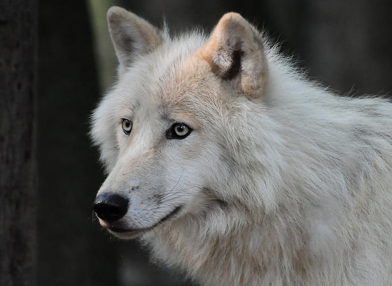 WHITE WOLVE, arktis, white, wolve, natur, HD wallpaper | Peakpx