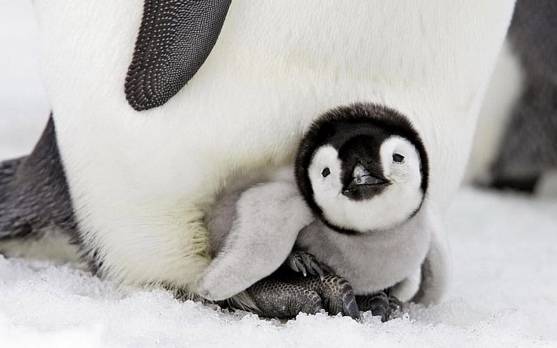 Penguin Baby, penguins, birds, cute, HD wallpaper