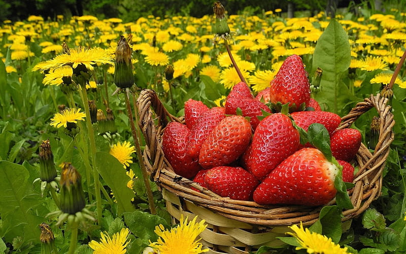 strawberry, food, yellow, sweet, dessert, green, basket, summer, flower, field, HD wallpaper