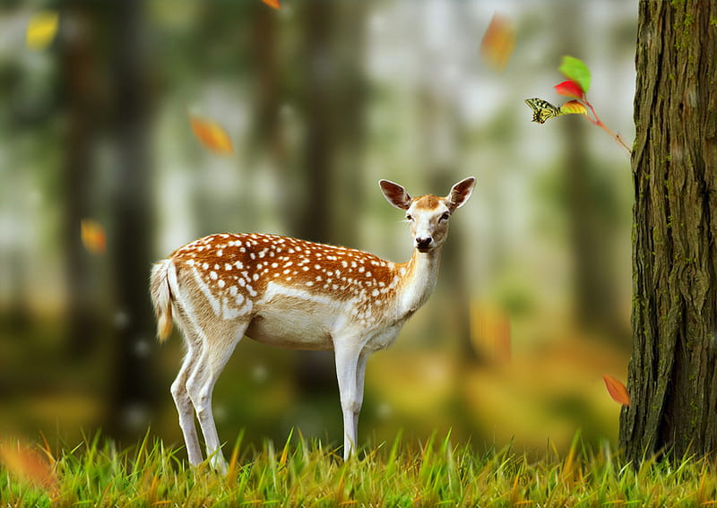 Oh deer, spotted, butterfly, green, brown and white, trees, deer, HD  wallpaper | Peakpx