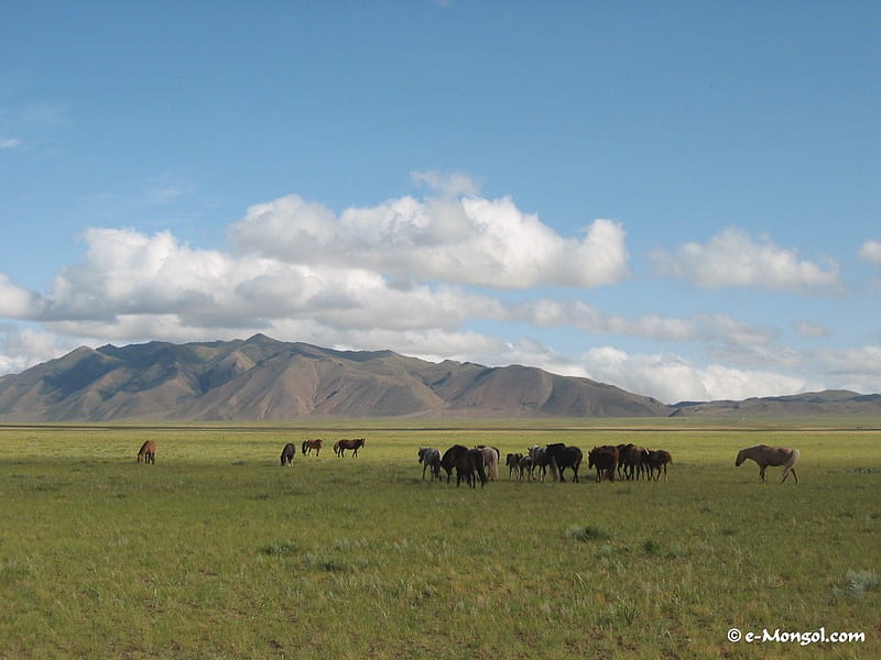 Horses Grazing in Mongolia, grass, mountains, herd, ponies, plains, sky, horses, HD wallpaper