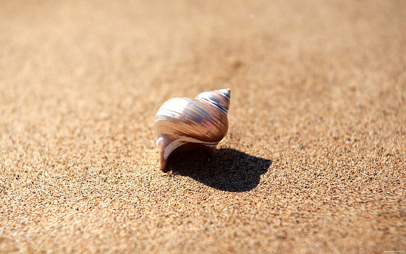 sea shell, HD wallpaper