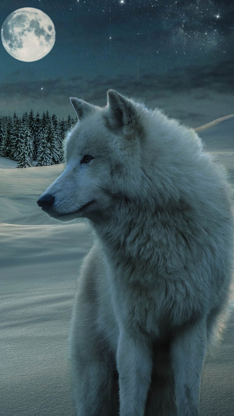 White Wolf , white wolf, moon, night, snow, winter, starry stars, HD phone wallpaper