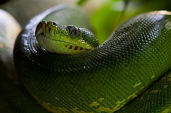 python pohon hijau, cantik, python, pohon, gree, wallpaper HD