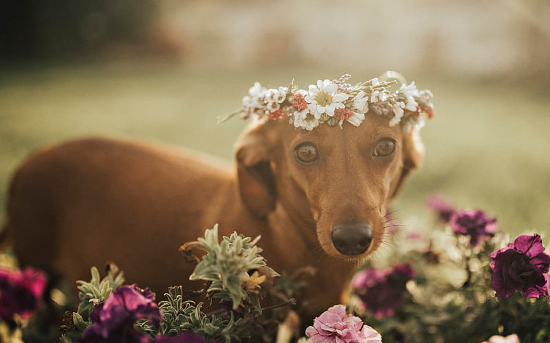 dachshund, small brown dog, spring, wild flowers, pets, HD wallpaper