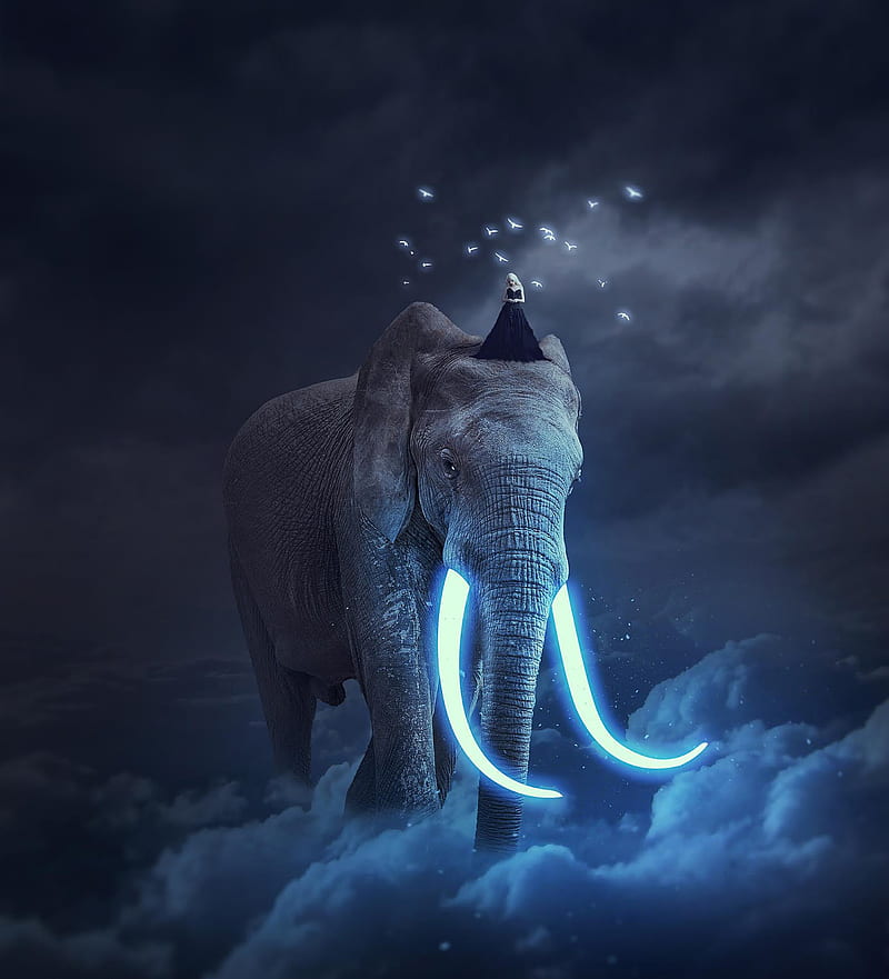 Elephants Wallpaper Download | MOONAZ