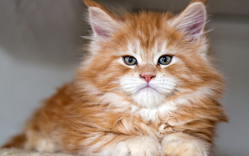 ginger fluffy kitten, cute animals, small cat, pets, cat breed, HD wallpaper