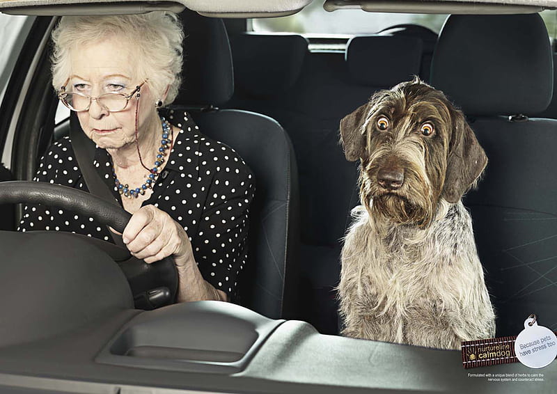Doggies Needs Some Meds, driving, upset, granny, mad, funny, scared, dog, HD wallpaper