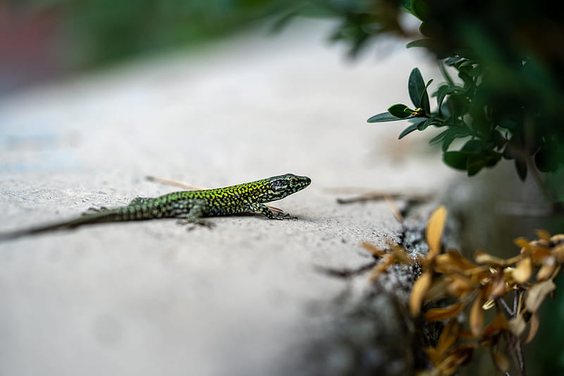 lizard, reptile, branch, HD wallpaper