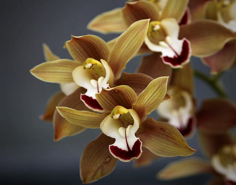 Orchids, orhidee, mocca, flower, vanilie, flower, nature, orquidea, flori, vanilla, HD wallpaper