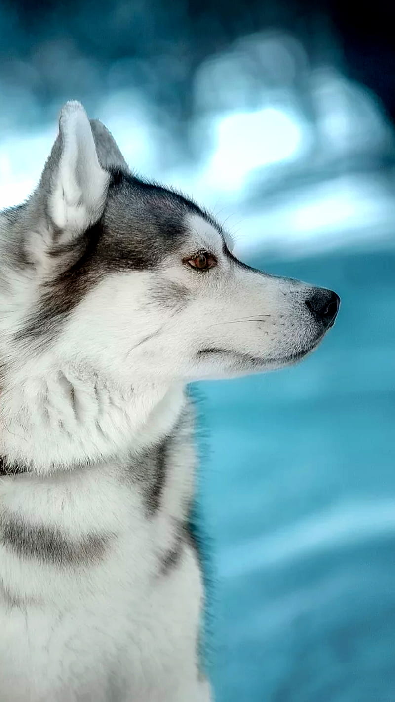 Wolf, animal, dog, face, husky, HD phone wallpaper | Peakpx