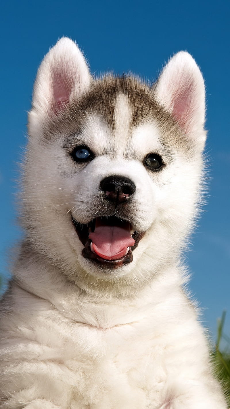 Siberian Husky Puppy, animal, cute, dog, iphone, iphone, siberian husky,  sumit sheemar, HD phone wallpaper | Peakpx
