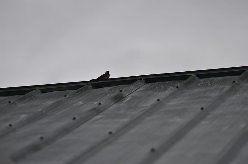 sparrow, bird, roof, bw, HD wallpaper