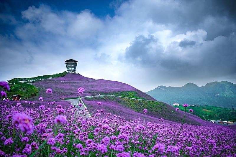 Purple Field of Flowers in China, Mountains, Hillside, Trees, Clouds, China, Purple Flowers, Fields, White Clouds, Purple, Blue, HD wallpaper