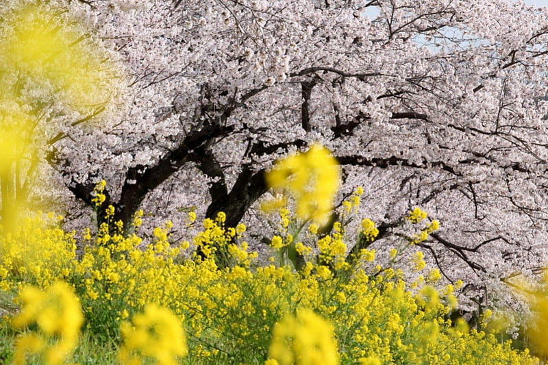Spring fever, yellow, rapes, spring, pink, HD wallpaper