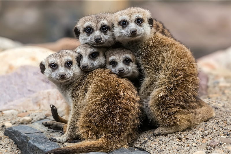 5 Cute Meerkats, five, nature, meerkats, animals, HD wallpaper