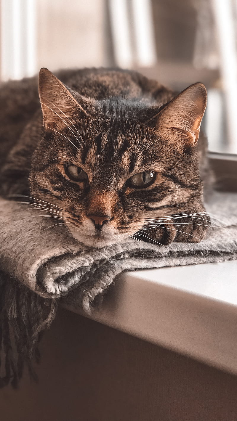Cat lying down, animals, HD phone wallpaper