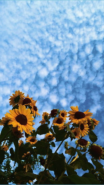 Sunflower Wallpaper by Didy Septiyono