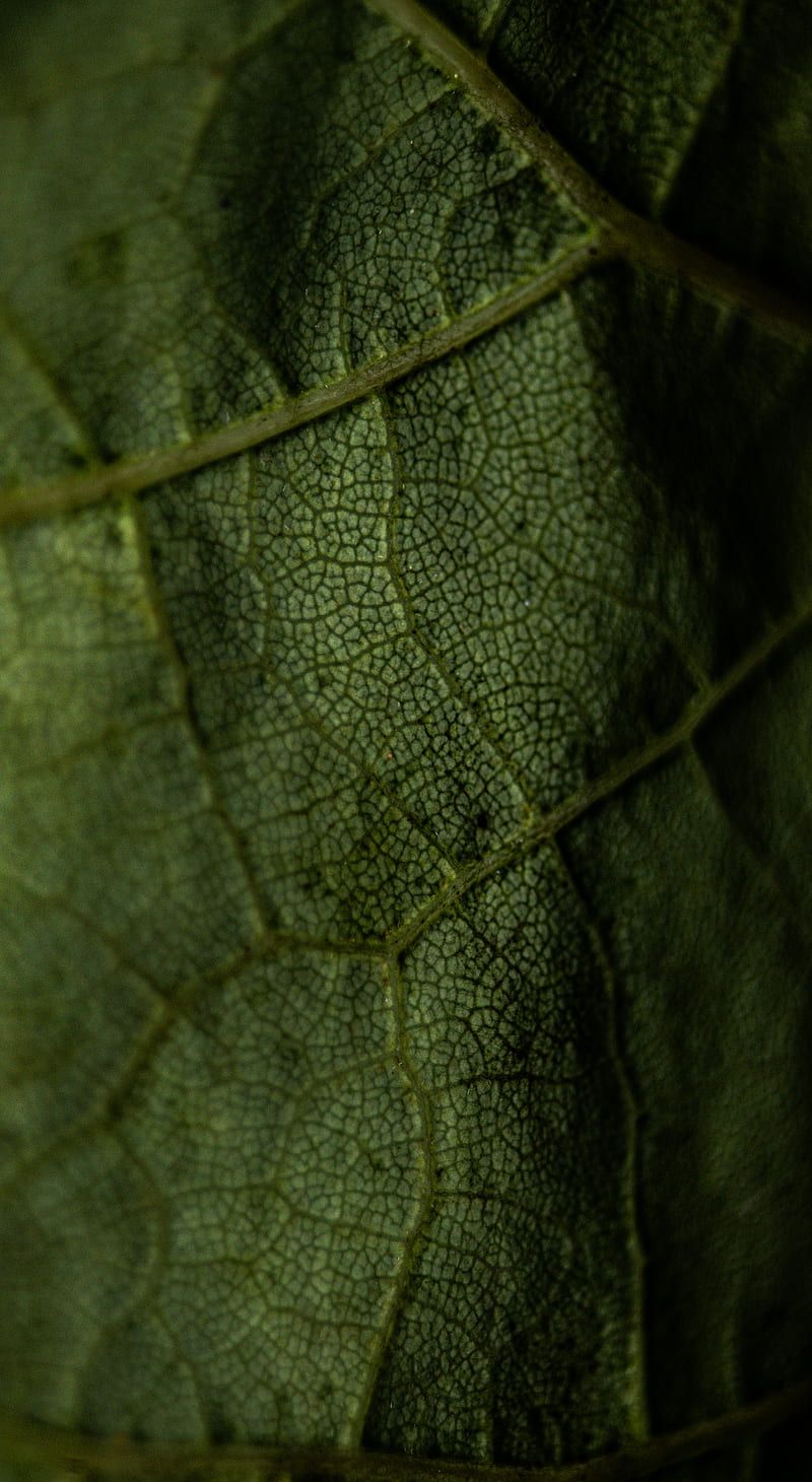 leaf, veins, green, macro, HD phone wallpaper