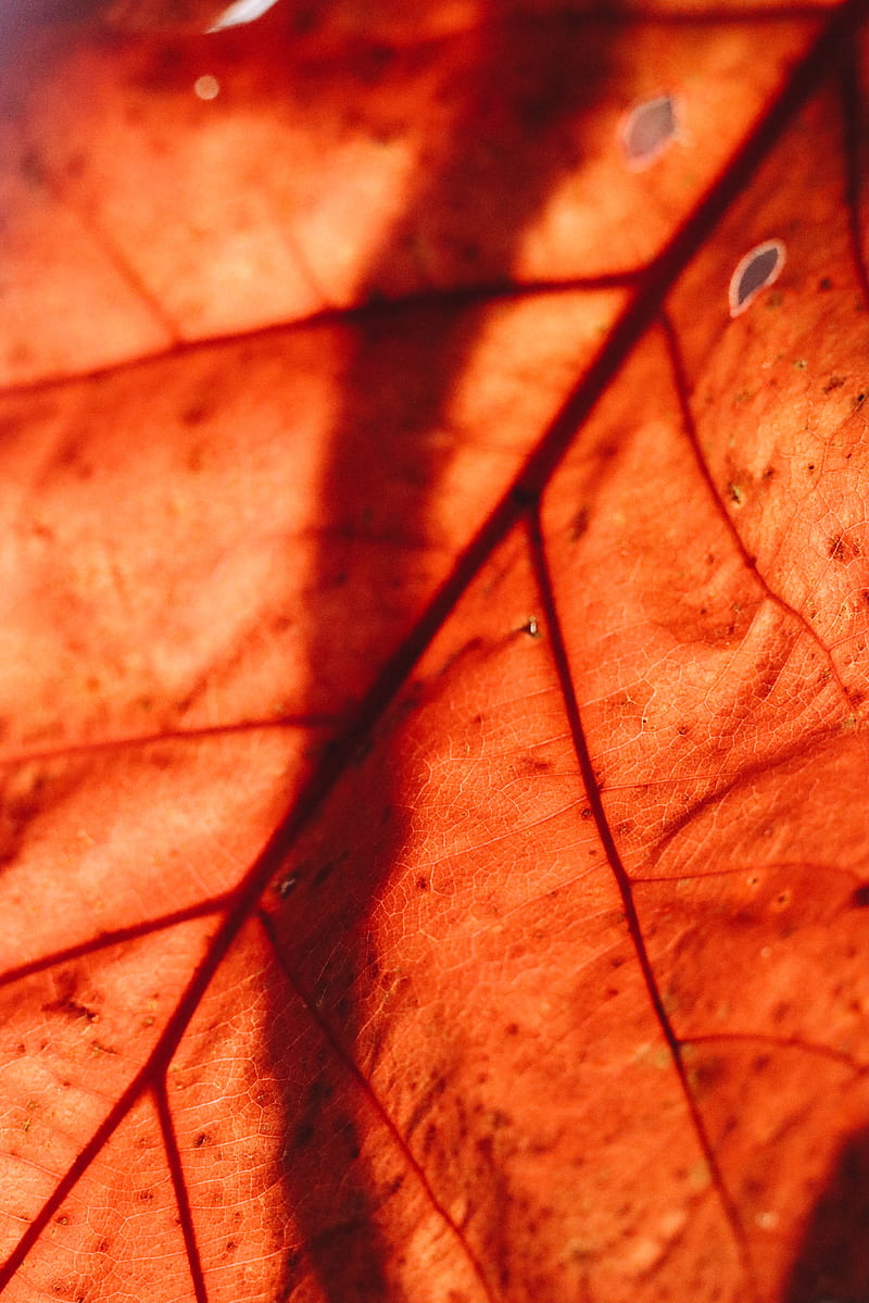 leaf, macro, veins, brown, dry, HD phone wallpaper