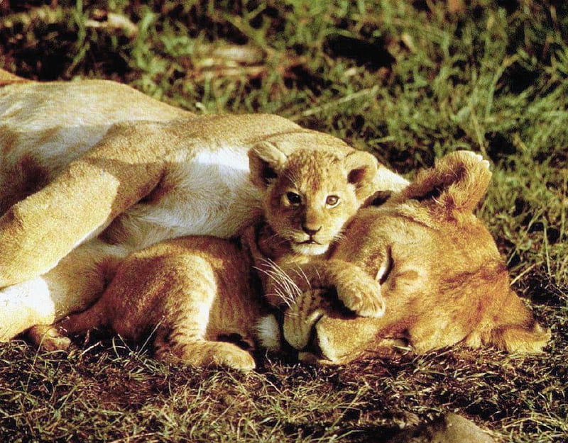 The only Love is precious - Love of a Mother, wonderful, protection, baby cub, sleeping mom, motherhood, wild, love, siempre, lioness, cats, lions, animals, HD wallpaper