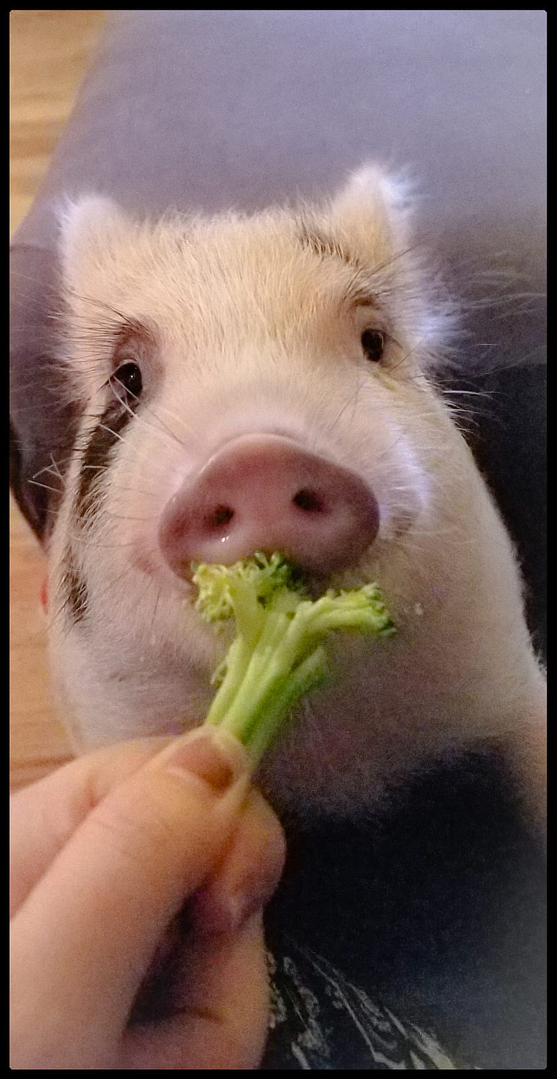 Pig eating veggies , adorable, cute, eat, mini, piglet, pigs, vegetables, your, HD phone wallpaper