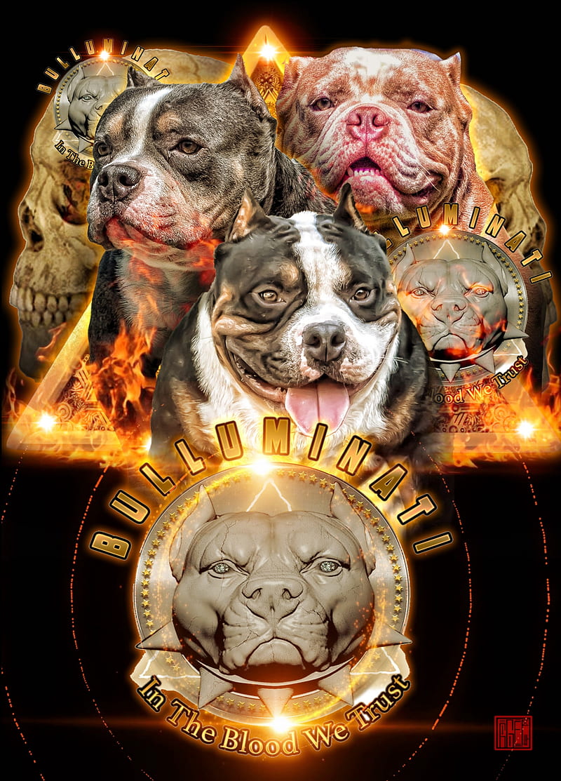 Bulluminati Bullies, bull, dog, dogs, puppy, HD phone wallpaper